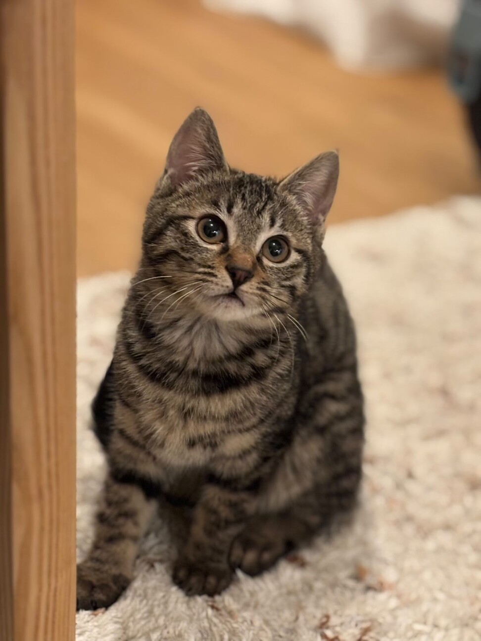 猫好きなシャイガールまめちゃん サムネイル2