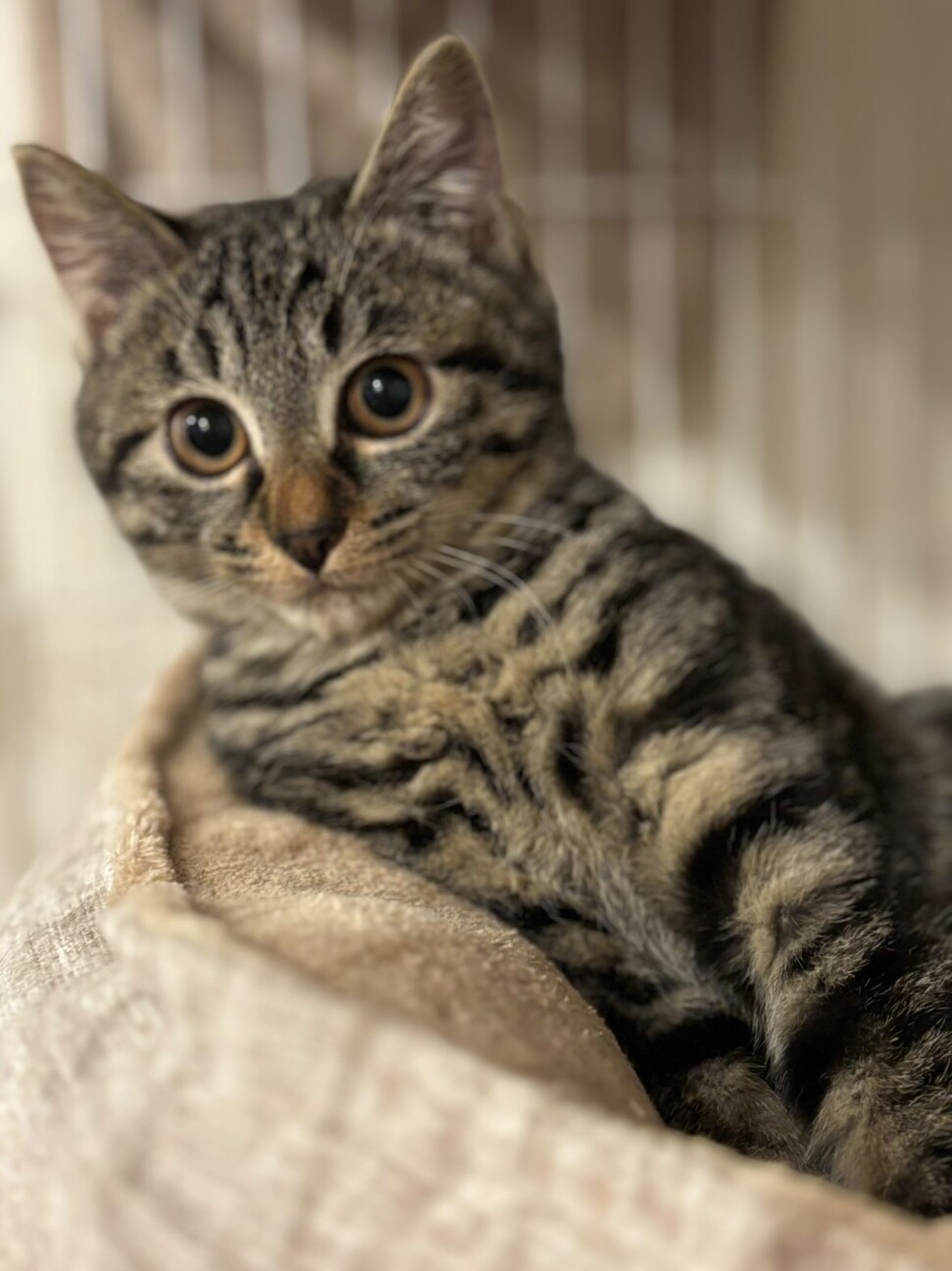 猫好きなシャイガールまめちゃん サムネイル3