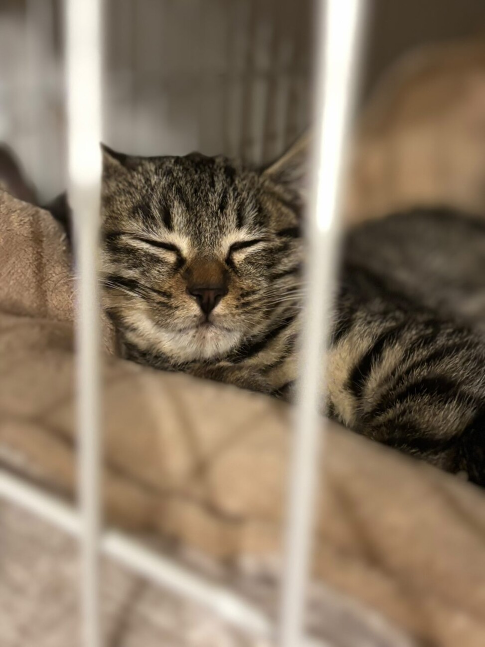 猫好きなシャイガールまめちゃん サムネイル5