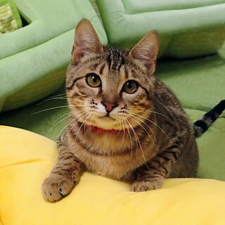 【2/14東銀座】みのりちゃん★５ヵ月♪