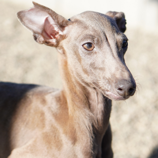 イタグレ　すず