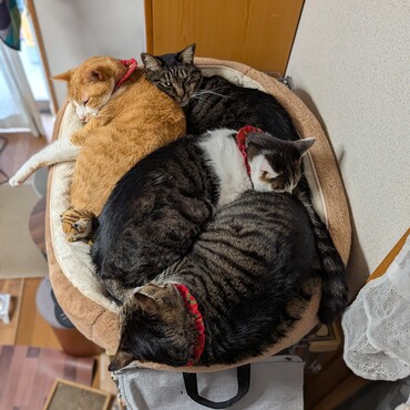 寒い日は・・・定員オーバー気味です