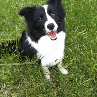 ボーダーコリー