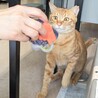 元野良猫とは思えないくらい甘えん坊で人慣れ抜群 サムネイル2