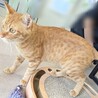 元野良猫とは思えないくらい甘えん坊で人慣れ抜群 サムネイル3