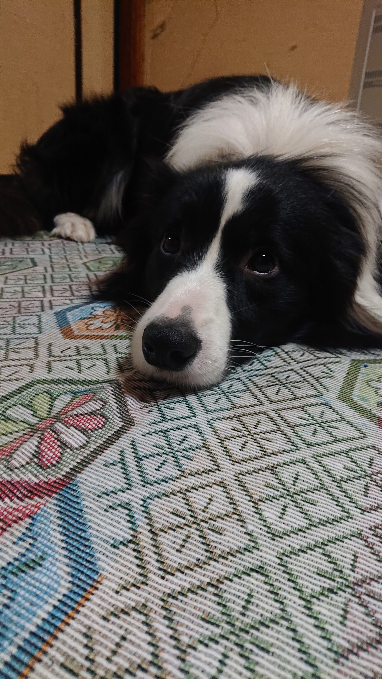 ボーダーコリー サムネイル1