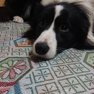 ボーダーコリー