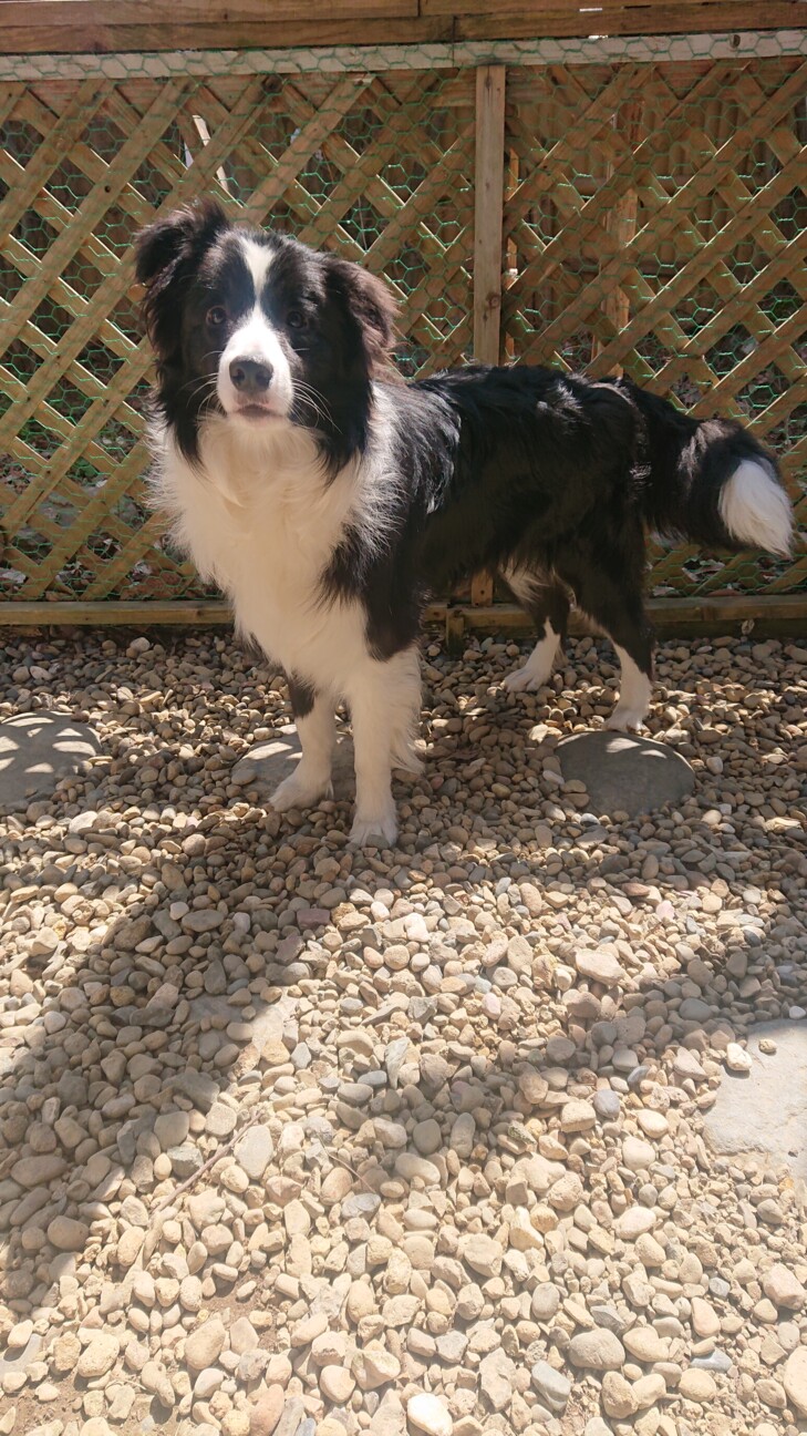 ボーダーコリー サムネイル2