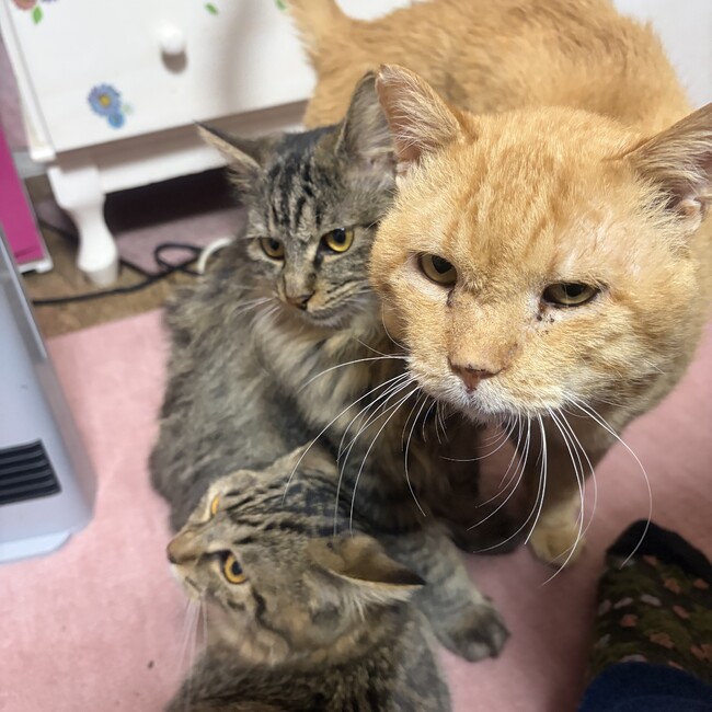 けほりんのカバー写真