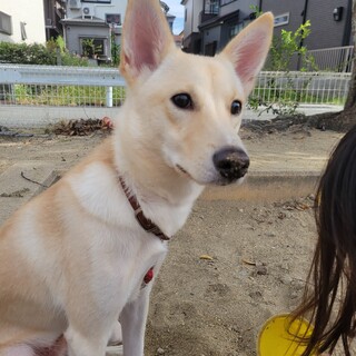 至急お願いします????