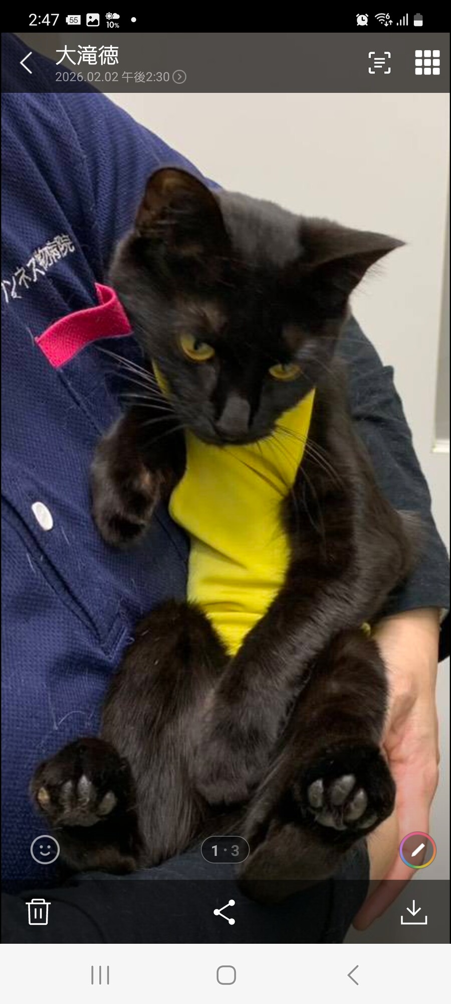 人が大好き！ピカピカ毛並」神奈川県 - 猫の里親募集(535693