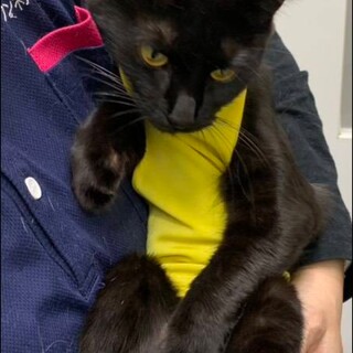 人が大好き！ピカピカ毛並」神奈川県 - 猫の里親募集(535693