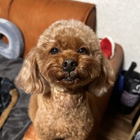 レオ