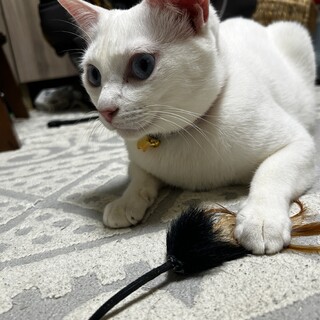 青い目の女の子♡