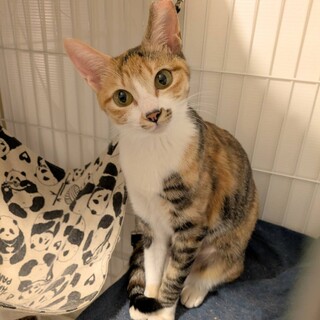 美貌のヤンママ、縞ミケライチちゃん