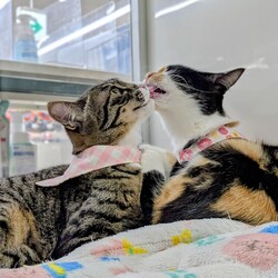 保護猫譲渡会@オリンピック小金井店 サムネイル2