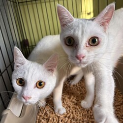 保護猫譲渡会@オリンピック小金井店 サムネイル3