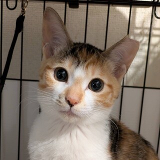 シャイな縞三毛子猫あんずちゃん