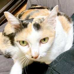 保護猫譲渡会@ユアペティア雪谷大塚店 サムネイル2