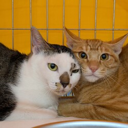 保護猫譲渡会@ユアペティア雪谷大塚店 サムネイル3