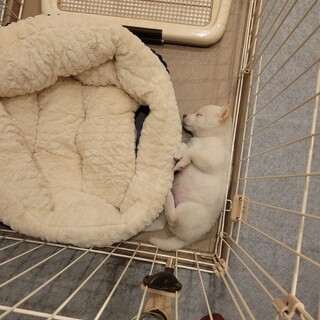 豆柴の女の子です。