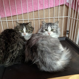 モフモフ長毛7ヶ月兄妹！キキくん