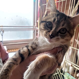 人馴れ抜群爪切りOK3兄妹、5ヶ月キジ三毛ちゃん