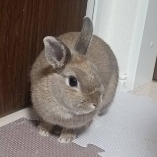 生後半年 ウサギの女の子