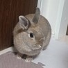 生後半年 ウサギの女の子 サムネイル1