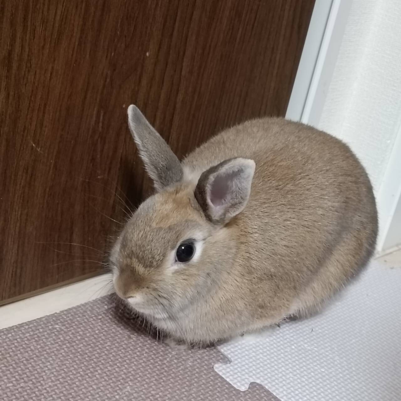 生後半年 ウサギの女の子 サムネイル2