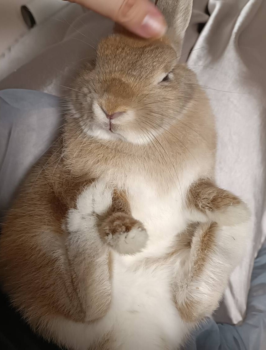 生後半年 ウサギの女の子 サムネイル3