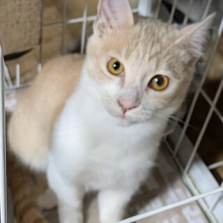 朔(旧ヒマワリ)くん