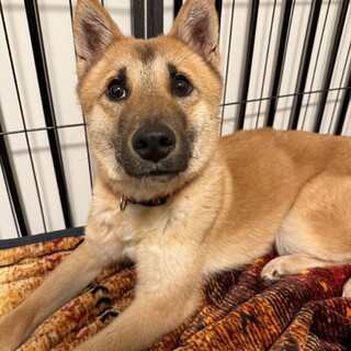 【おやつ大好き！困り顔が可愛い】リンちゃん