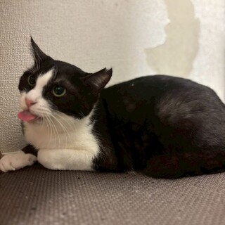 【ぱっちりお目目のお母さん猫】マリルちゃん