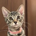 2.11武蔵村山譲渡会に参加します　ニコちゃん