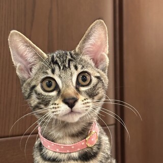 2.11武蔵村山譲渡会に参加します　ニコちゃん