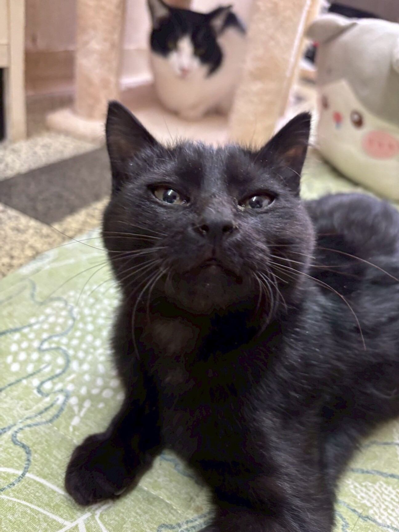 幸運を運ぶ黒猫のチョコくん」千葉県 - 猫の里親募集(535768