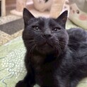 幸運を運ぶ黒猫のチョコくん