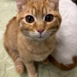 くりくりお目目の茶トラのポムちゃん