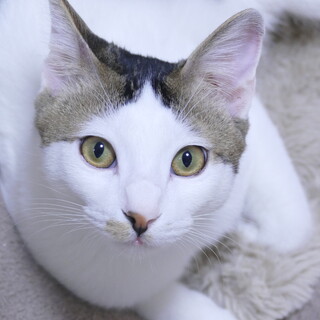 とまと君、甘えん坊ボーイです