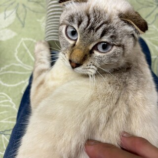 垂れ耳と美しい瞳が魅力のチャムちゃん