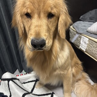 甘えん坊ゴールデンレトリバー