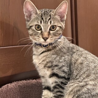 2.11武蔵村山譲渡会に参加します　シンバくん