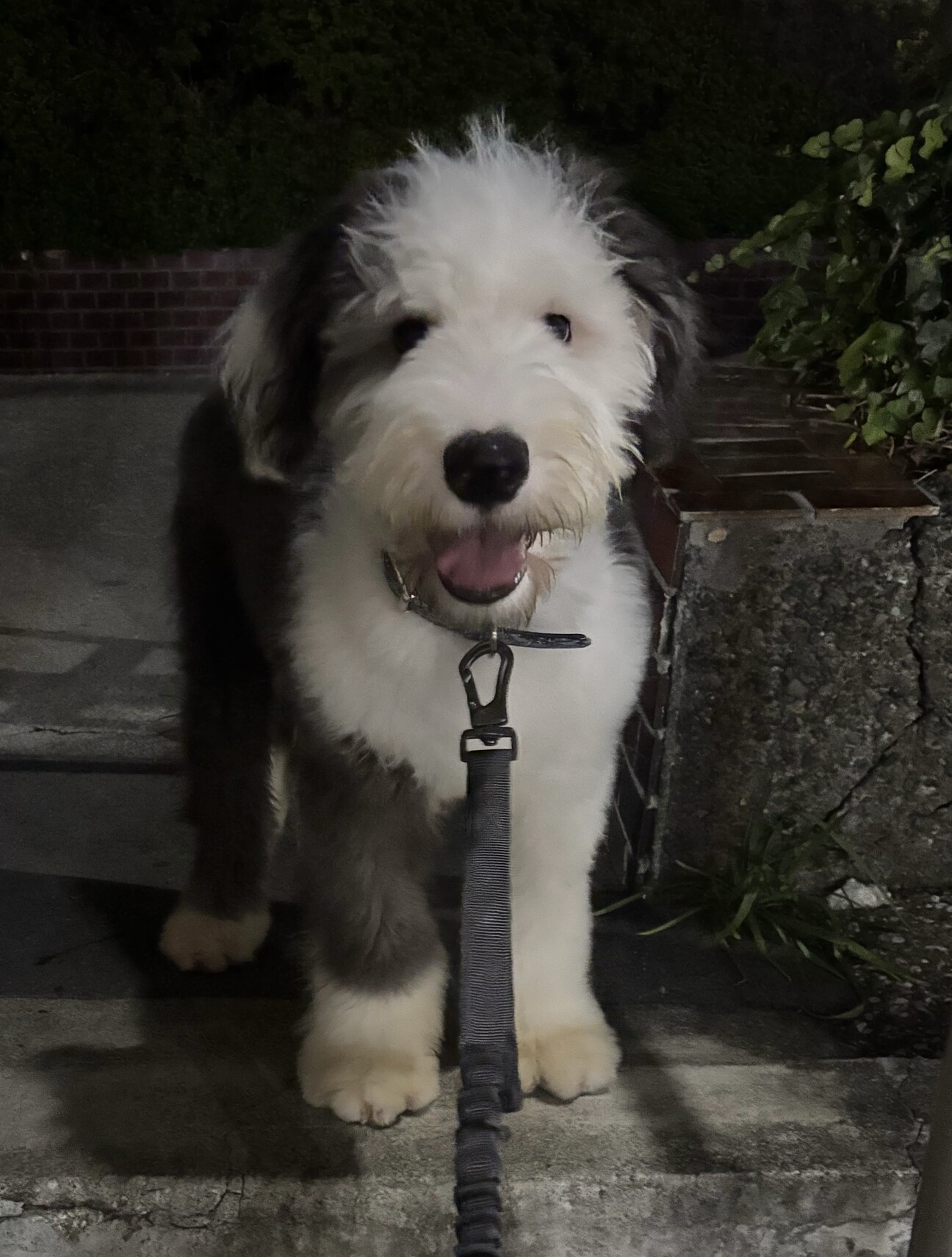オールドイングリッシュシ」神奈川県 - 犬の里親募集(535777