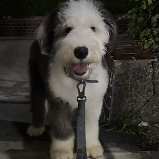 オールドイングリッシュシープドッグの8ヶ月のオス