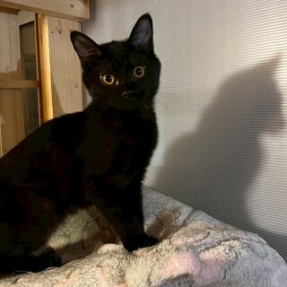 超可愛い末っ子ちょびちゃんは人が大好き‼️