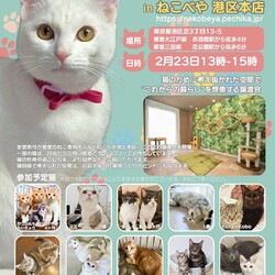 みなとねこ保護猫ミニ譲渡会＠ねこべや港区本店