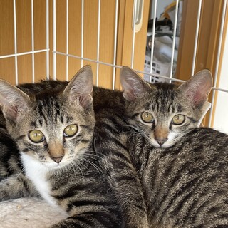 人馴れ中のビビりっ子♡兄弟一緒に