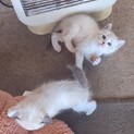 再掲載　綺麗な毛並みの子猫姉妹