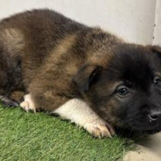 ※優先期間内にお迎え下さい　2月16日迄